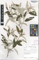 Image result for Croton gratissimus