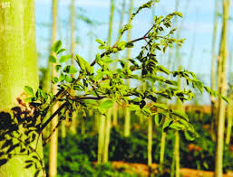 اتسعت شهرة شجرة البان العربي المورنجا المعروفة بحسن منظرها ونعومة أفنانها عند العرب القدامى لتصل إلى الطب، والاقتصاد، ويتغنى بها شعراء الأندلس، بوصفها شجرة جبلية صحراوية لا تحتاج إلى كميات كبيرة من المياه، وتتحمل ا Ø§Ù„Ù…ÙˆØ±ÙŠÙ†Ø¬Ø§ Ø§Ù„Ø¬Ù…Ø§Ù„ ÙˆØ§Ù„ØºØ°Ø§Ø¡ ÙˆØ§Ù„Ø¯ÙˆØ§Ø¡ ÙÙŠ Ø´Ø¬Ø±Ø© ÙˆØ§Ø­Ø¯Ø©