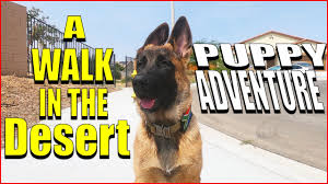 We did not find results for: Cute Puppy Out For A Walk German Shepherd Belgian Malinois Mix Youtube
