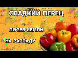 когда сажать помидоры на рассаду по лунному календарю 2019 Kogda Sazhat Rassadu Perca V 2019 Godu Po Lunnomu Kalendaryu Kak Rasschitat Vremya Poseva Semyan Percev V Podmoskove S Izobrazheniyami Ogorodnichestvo Sadovodstvo Ovoshnoj Ogorod