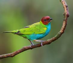 Image result for Bertiera angusiana