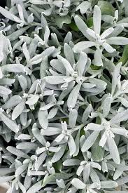 Image result for Dactyladenia gilletii