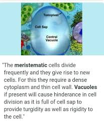 The meristematic cells divide frequently and they give rise to new cells. Why Does Meristematic Tissue Lack Vacuoles Brainly In