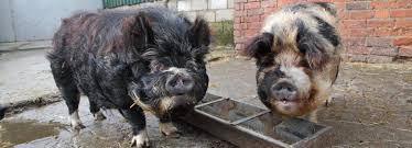 $20 (ezf > fredericksburg) hide this posting restore restore this posting. Pigs As Pets Rspca
