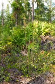 Image result for Eulophia tricristata