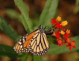 Image result for Asclepias curassavica