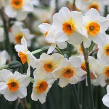 Jonquil Daffodil Beautiful Eyes Fragrant White Petals With Small Orange Cups Are Long Lasting In The Garden And Deer Resistan Daffodils Bulb Flowers Narcissus