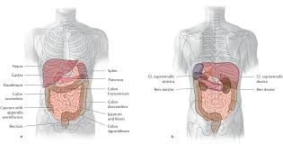 Labeled examination graphic with hypochondrium, hypogastrium and hypochondriac as. Topographical Anatomy Basicmedical Key