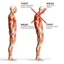 An inner group (i.e., inner cone) consists of the supraspinatus, infraspinatus, teres minor • most of the remaining shoulder muscles originate from the spine or rib cage and insert on the scapula or humerus. Why Posture Can Cause Shoulder Pain 3 Dimensional Physical Therapy