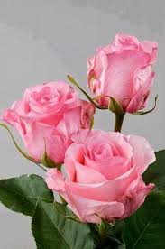 Roses Favorite Photoz Beautiful Roses Pink Roses Beautiful Flowers