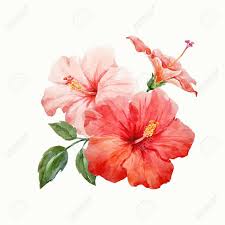 Aquarelle Vecteur Tropical Hibiscus Fleur Dessin Hibiscus Fleurs Hibiscus Peinture Fleurs