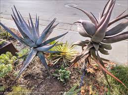 Image result for Aloe aculeata × excelsa