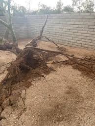 😰 We loved this palo verde. Is it a lost cause? Are there any tree  experts? I wish I knew it was at risk, but I'm not knowledgeable enough.  Now I'm worried