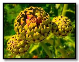 Artichaut Medicinal Plants Plants Medicinal Herbs