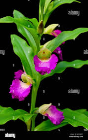 Image result for Brachycorythis