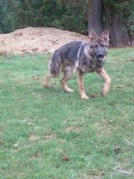 German shepherd puppies in patiala. Sold Dogs