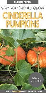 Grow Cinderella Pumpkins For High Yield Harvests Pumpkin Garden Growing Pumpkins Planting Pumpkins
