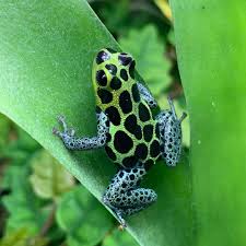 Pin By Bibm On Dart Frog In 2020 Pet Frogs Animals Beautiful Frog