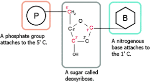 Which part of nitrogenous bases will form a bond in a dna molecule? Dna Structure What Is Dna Springerlink