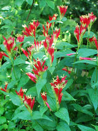 Image result for Spigelia