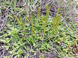 Image result for Selaginella shabaensis