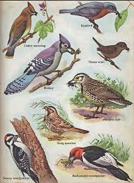 Backyard Birds Of North America Poster Common North American Birds Bird Artwork Backyard Birds Birds