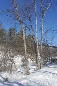 Broadleaf trees are collectively referred to as hardwoods and botanists classify them as angiosperms. Wild Here Abc S Of Tree I D In Winter