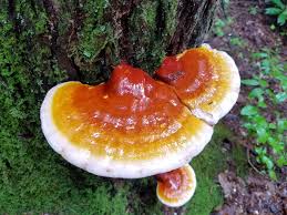 Image result for Ganoderma tsugae
