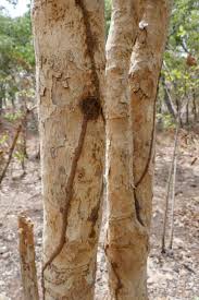 Image result for Hymenocardia