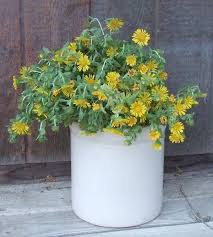 Image result for Gunillaea