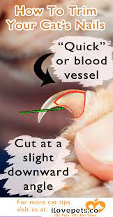 If a nail is too long, it could get tangled on fabric, wood, etc. How To Trim Your Cat S Nails Without Getting Scratched
