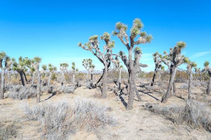 Mescal Wildlife Sanctuary – Parks & Recreation