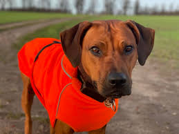 What are the benefits of not neutering a dog?