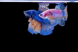 I'm not the only one that can produce halfmoon female betta fish. Female Vs Male Betta Fish Which Is Better To Keep Zenaquaria