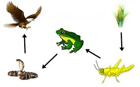 Untuk ekosistem yang berada di darat pun memiliki cukup banyak macamnya. Kuiz Sains Tahun 5 Rantai Makanan Science Quizizz