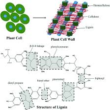 Maybe you would like to learn more about one of these? Applications Of Lignin In The Agri Food Industry Springerlink