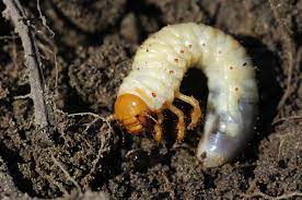 Erfahrungen, meinungen und wissen von millionen von nutzern bei gutefrage entdecken und teilen. Maikaferlarve Alle Infos Zu Den Weissen Engerlingen