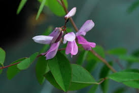 Image result for Indigofera cylindracea