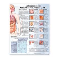Amazon Com Sexually Transmitted Infections Anatomical Chart