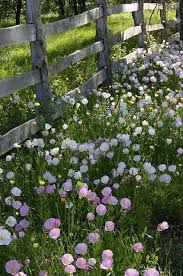 Pin By Astrid Jans On A Kaiser Garten Ideen In 2020 Wild Flowers Plants Beautiful Flowers