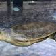 Resident Sea Turtle Talk event in Boca Raton, FL