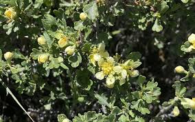 Image result for Polystachya tridentata