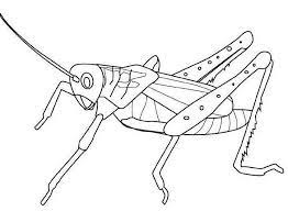 pin on insect coloring pages coloriage pomme d&#x00027;automne