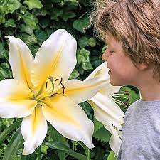 Beautiful flowers modern cottage style white hyacinth spring bulbs deco floral planting bulbs pots. Lily Bulbs Fragrant Big Brother Giant Hybrid Lilies