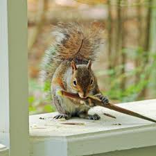 A chipmunk who has entered is there by accident and will be desperate to get out. 7 Humane Tips For Getting Squirrels Out Of Your House
