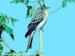 Image result for Trachyandra burkei