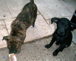 Lancaster puppies has your border collie for sale. Border Collie Pup For Sale Pennsylvania
