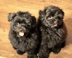 Little Fluffballs Cockapoo Puppies For Sale Cockapoo Puppies Puppies For Sale