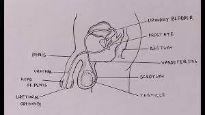 So yeah, i finalized the anatomy study, now is time to move on the next character (see skater dude sketches). How To Draw Diagram Of Male Reproductive System Easily Step By Step Youtube