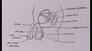 How to draw an anatomy chart. How To Draw Diagram Of Male Reproductive System Easily Step By Step Youtube